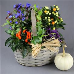 Autumnal Garden Planted Arrangement